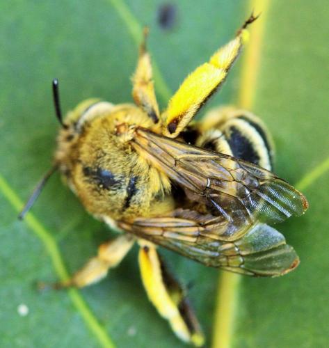 Amegilla garrula